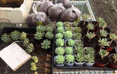 地摊起步，200元创业 他的礼品花卉销售传奇