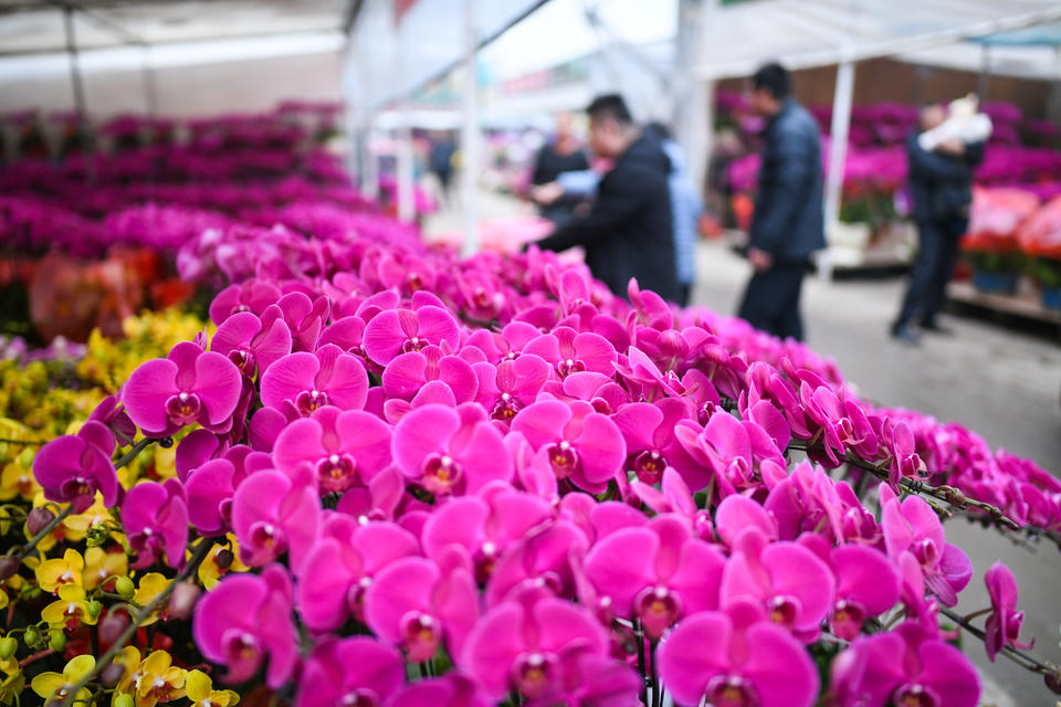 花卉大国新篇章 我国跃居世界最大花卉生产国，礼品花卉市场迎来爆发增长
