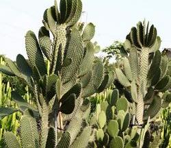 多浆植物成礼品花卉新宠，商业潜力与销售策略探析