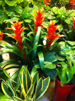 上海闵行礼品/鲜花公司-58网邻通 礼品花卉销售的专业选择