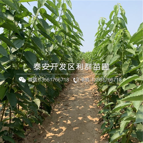 矮化黑珍珠樱桃苗 礼品花卉中的珍品